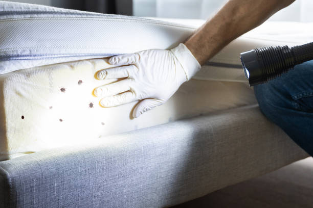Flea Control Services in Portales, NM
