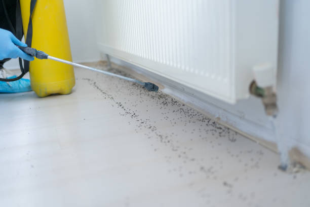 Best Flea Control Services  in Portales, NM